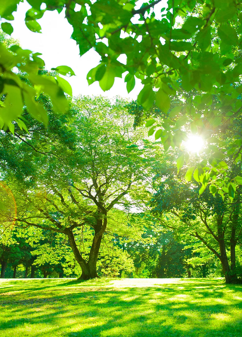 aménagement jardin mauguio