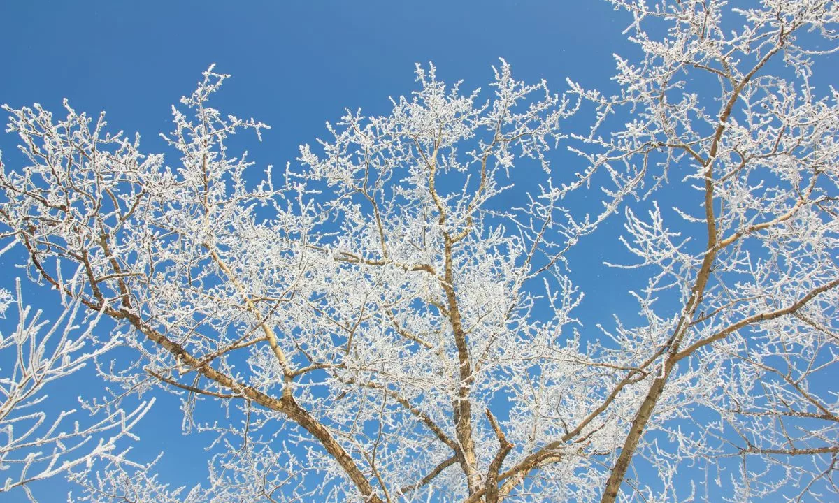 Quels arbres résistent le mieux au froid ?