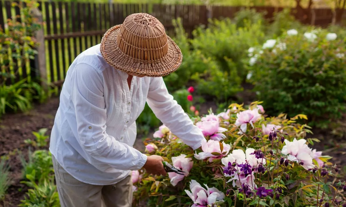 Crédit d’impôt jardinage pour les retraités