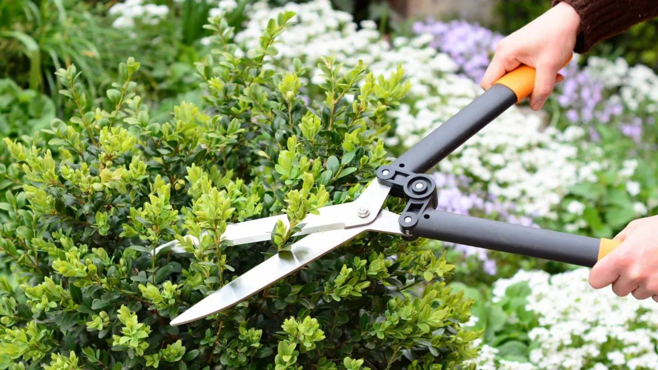 Quelle est la différence entre un jardinier et un paysagiste ?