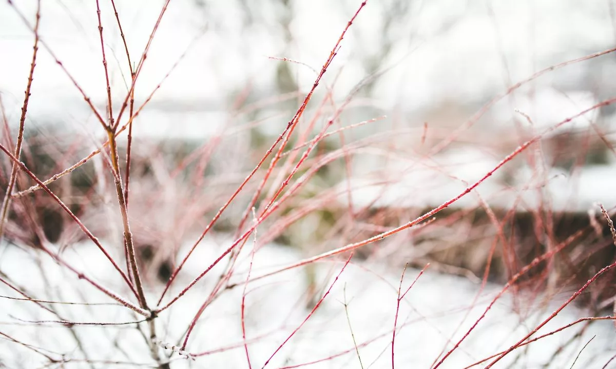 Comment entretenir son jardin en hiver ?