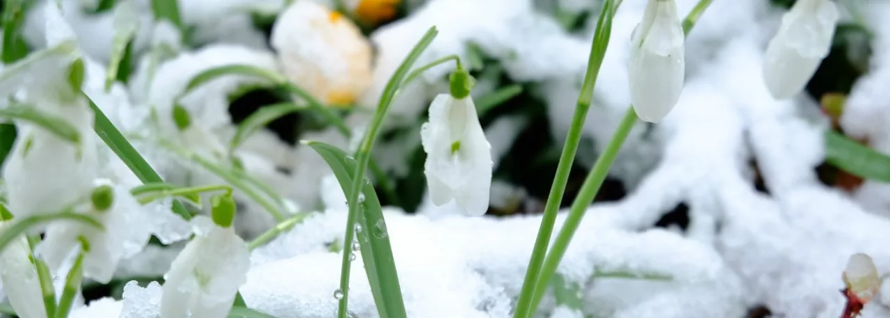 fleurs hiver jardin