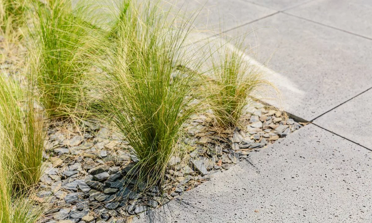 Quelles plantes extérieures toute l’année ?