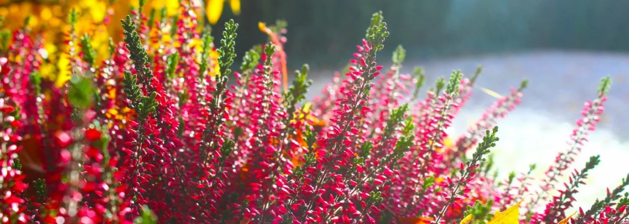 plantes résistantes froid