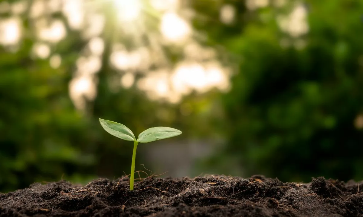 Quelles plantes aiment les sols humides ?