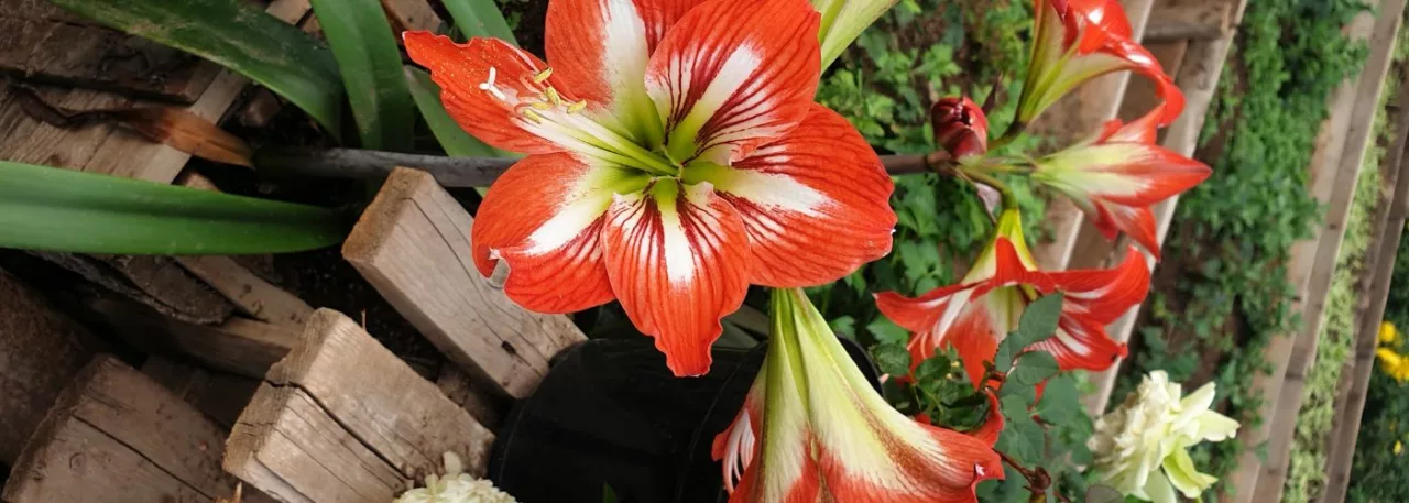 amaryllis fleur noel