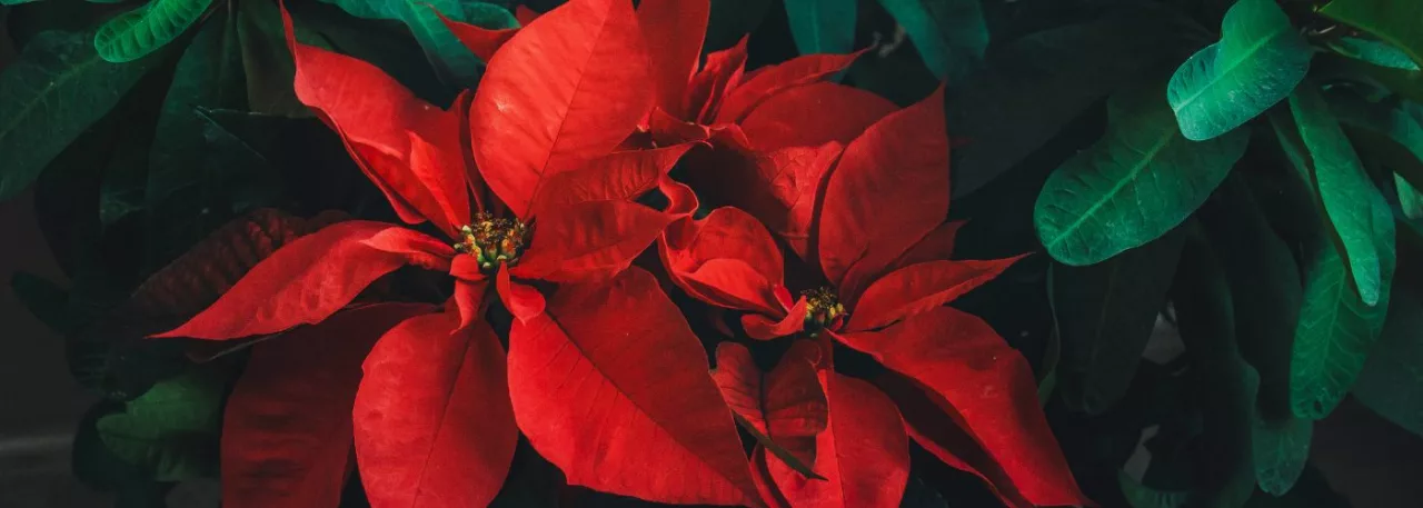 poinsettia fleurs noel