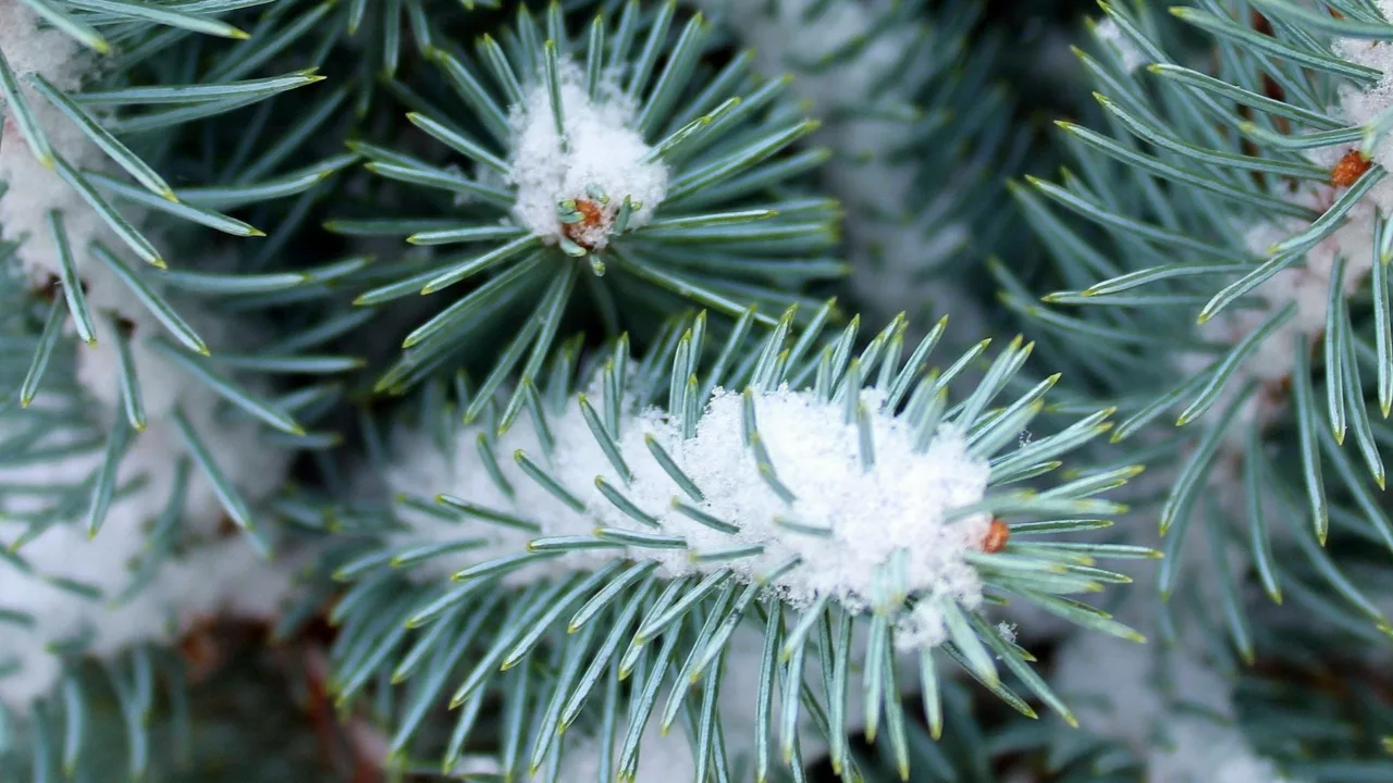 Que faire au jardin en janvier : travaux, plantations et entretien hivernal