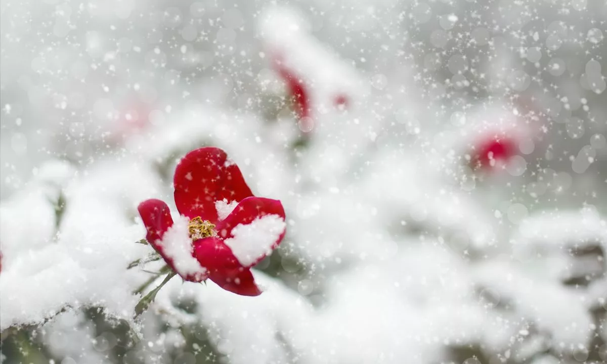 Les fleurs emblématiques de Noël